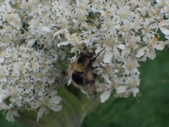 Volucella bombylans