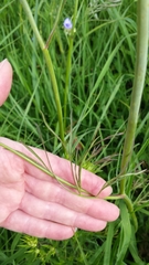 Perideridia americana