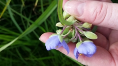 Tradescantia ohiensis