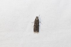 Eurythmia angulella