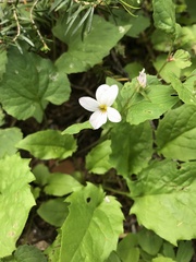 Viola canadensis scopulorum