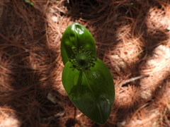 Malaxis brachyrrhynchos