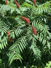 Rhus typhina
