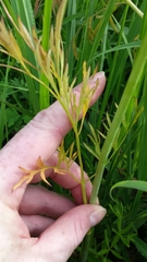 Perideridia americana