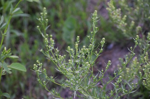 Image of Lepidium ramosissimum by (c) Syd Cannings, some rights reserved (CC BY)