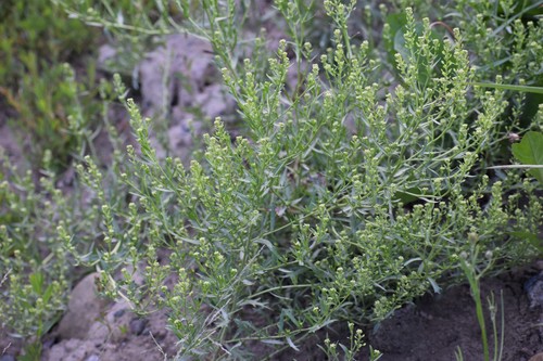 Image of Lepidium ramosissimum by (c) Syd Cannings, some rights reserved (CC BY)