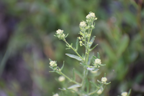 Image of Lepidium ramosissimum by (c) Syd Cannings, some rights reserved (CC BY)