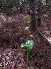 Malaxis brachyrrhynchos