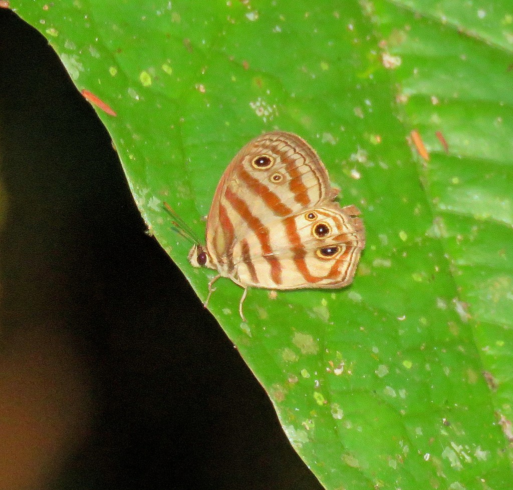 Euptychia andrewberryi