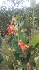 Cavendishia bracteata