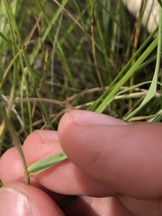 Elymus trachycaulus