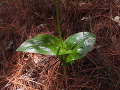 Malaxis brachyrrhynchos