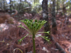 Malaxis brachyrrhynchos