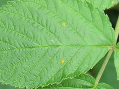 Phragmidium rubi-idaei