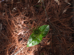 Malaxis brachyrrhynchos