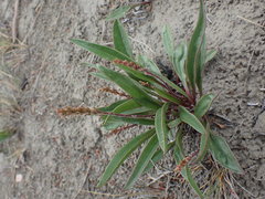 Plantago eriopoda