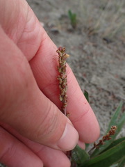 Plantago eriopoda