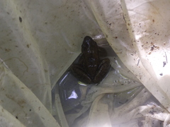 Lithobates pustulosus