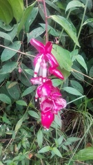 Cavendishia tarapotana