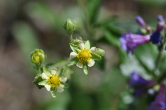 Drymocallis convallaria