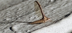 Callibaetis floridanus