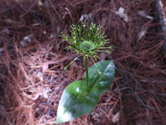 Malaxis brachyrrhynchos