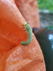 Trichiosoma triangulum