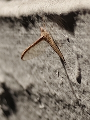 Callibaetis floridanus