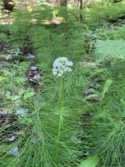 Valeriana officinalis