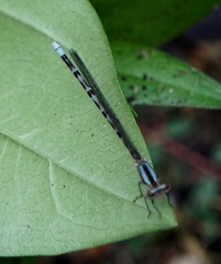 Argia immunda