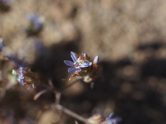 Eriastrum sapphirinum