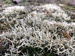 Cladonia zopfii