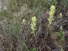 Castilleja lutescens