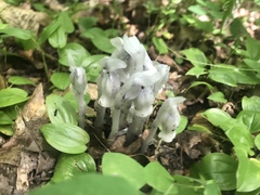 Monotropa