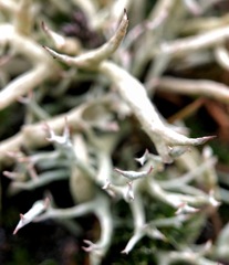 Cladonia zopfii
