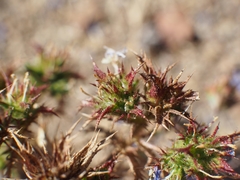 Eriastrum sapphirinum