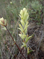 Castilleja lutescens