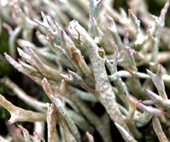 Cladonia zopfii