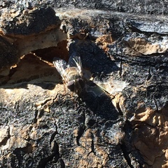 Copestylum isabellina