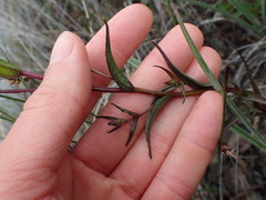 Castilleja lutescens