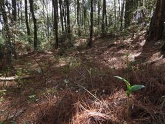 Malaxis brachyrrhynchos