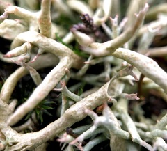 Cladonia zopfii
