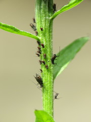 Uroleucon jaceae