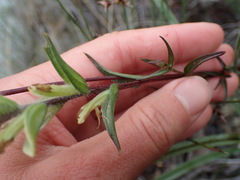 Castilleja lutescens