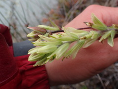Castilleja lutescens