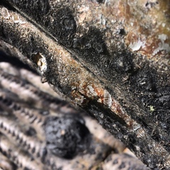 Copestylum isabellina