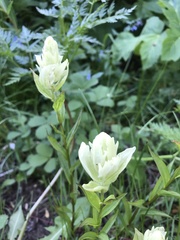 Castilleja septentrionalis