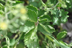 Drymocallis convallaria