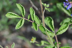 Drymocallis convallaria