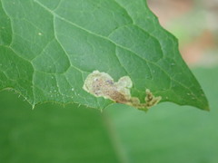 Liriomyza taraxaci
